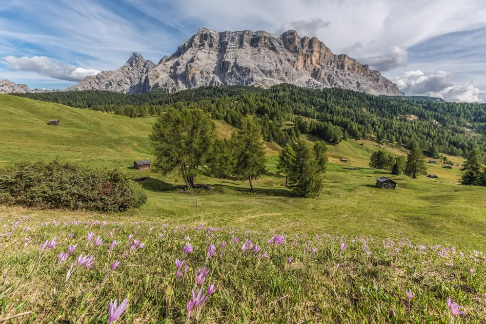𝗦𝗣𝗥𝗜𝗡𝗚 🌷

La Primavera a La Crusc porta le 𝗠𝗶𝗹𝗮𝗻𝗱𝗼𝗿𝗲𝘀, splendidi fiori crocus che riempiono i prati dopo lo scioglimento della neve. ☀️