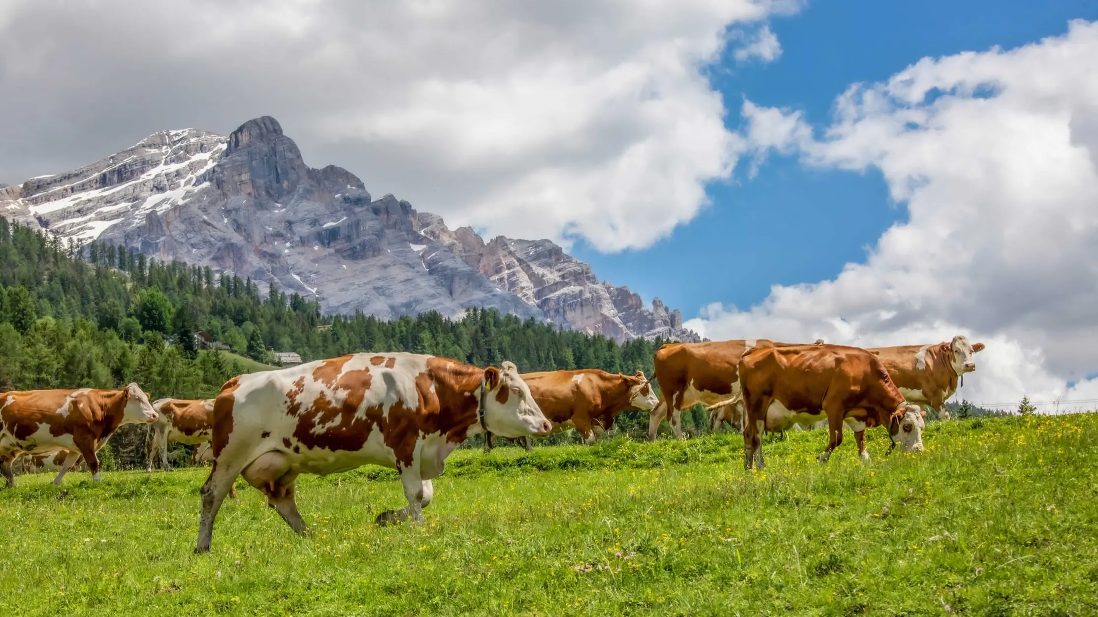 Mucche al pascolo sotto la cima di Lavarella