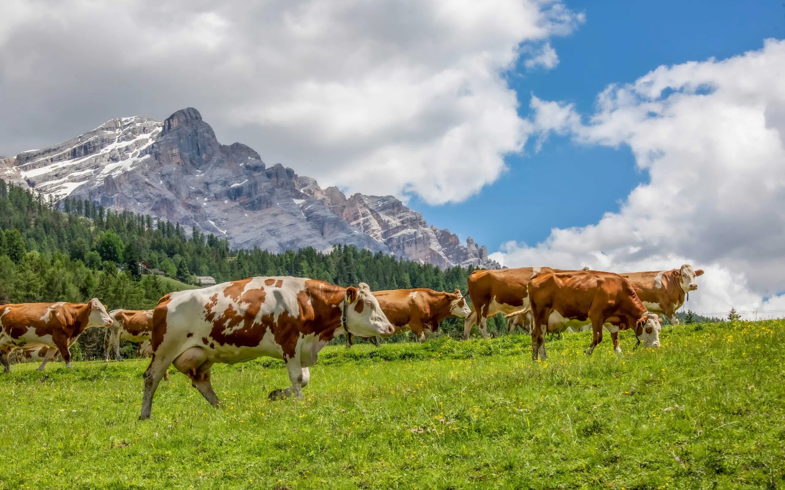 Kühe grasen unter dem Lavarella-Gipfel