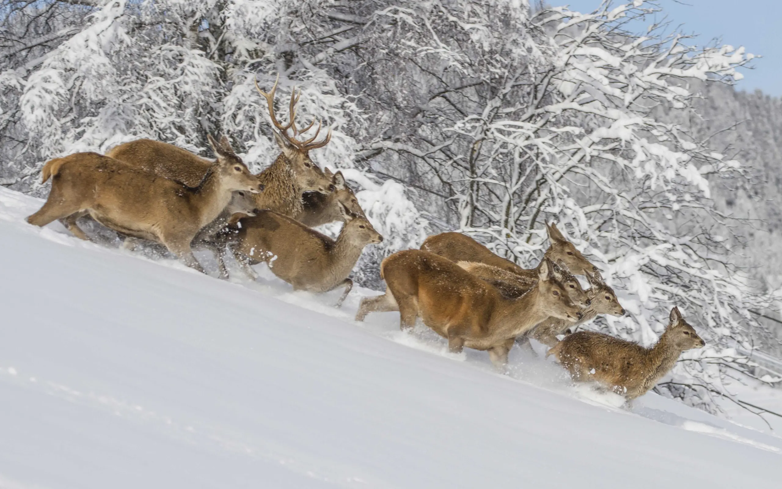 Parco cervi paraciora