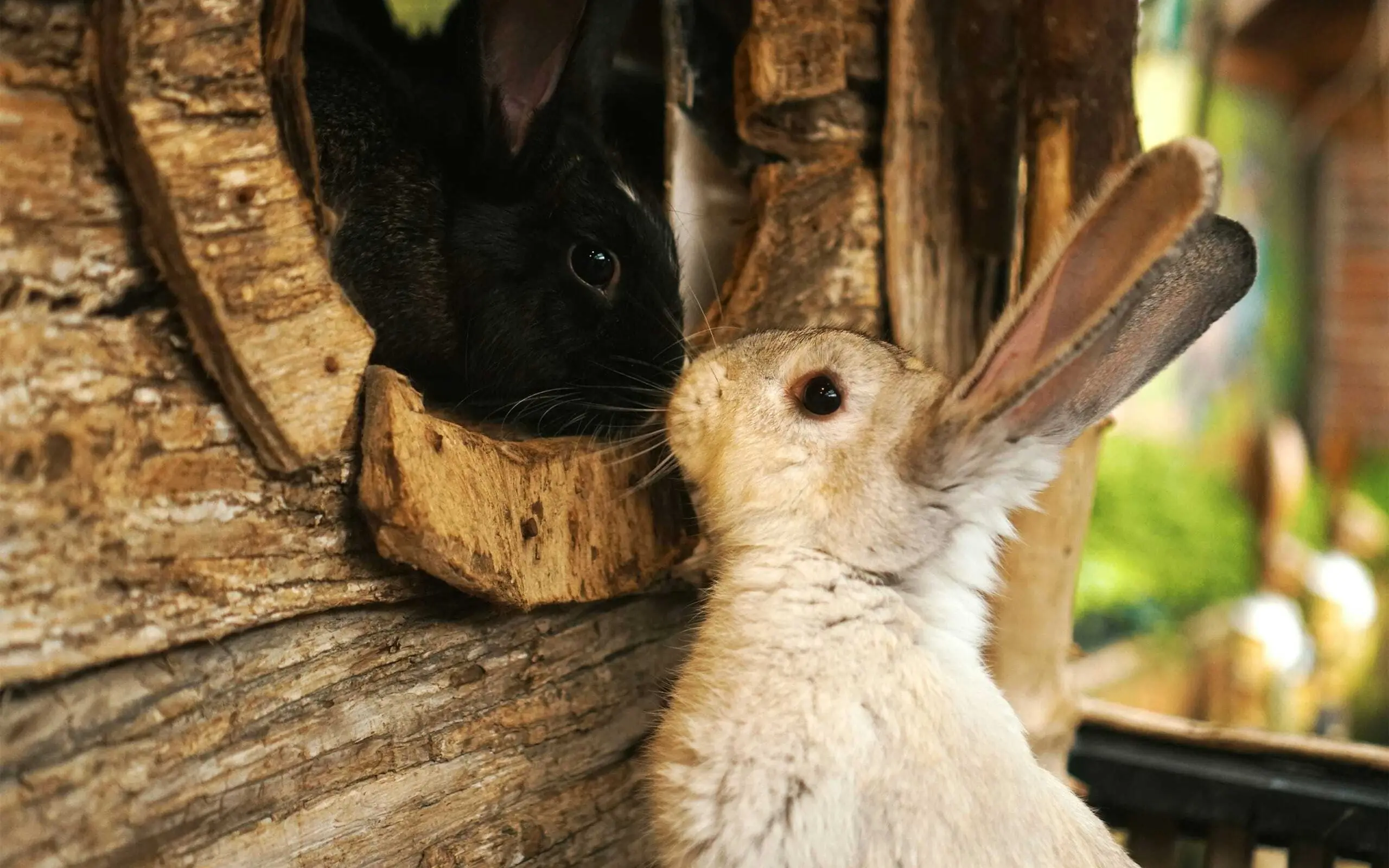 Mini zoo - SummerPark La Crusc